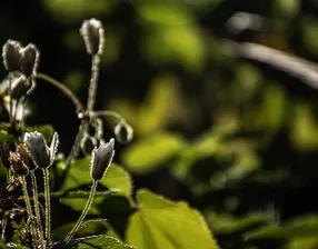 Spring Vibes / Halves #5