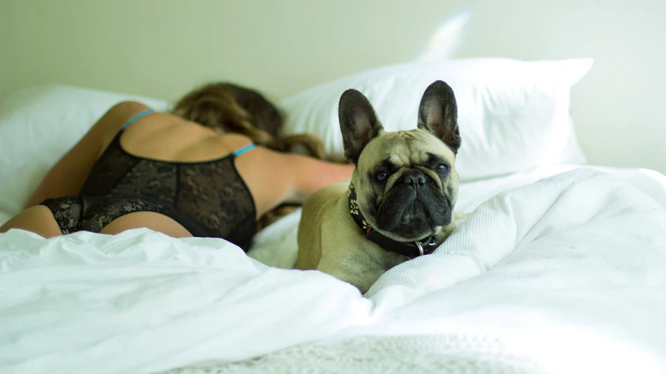 Cola the French Bulldog was a natural star
