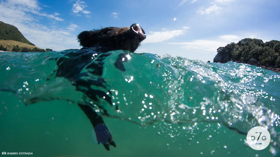Rambo reckons Zorro could swim better that his mini sausage dog Rocky