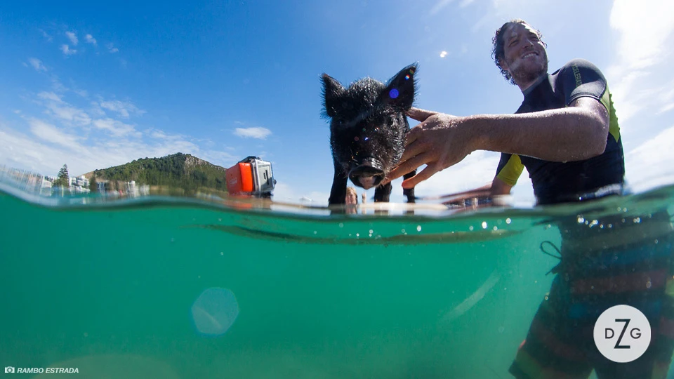 Zorro is only 2 months old and has been surfing half of his life already!