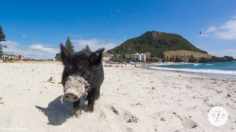 He also loved to run around the beach rutting the sand