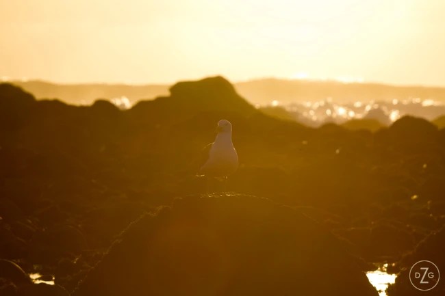 bird